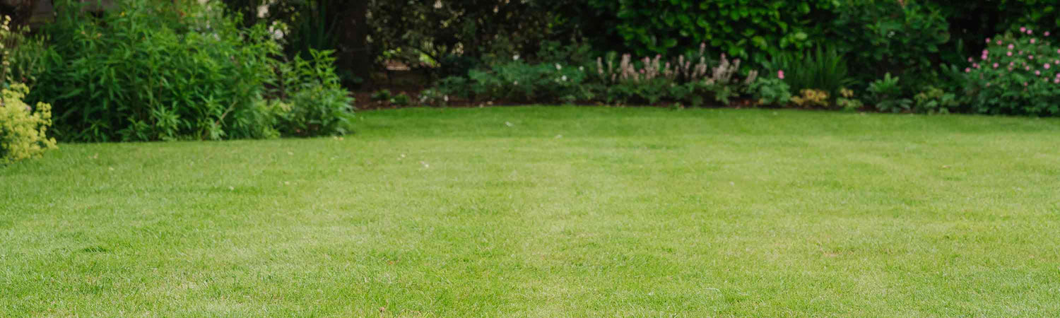 Autumn Lawn Care