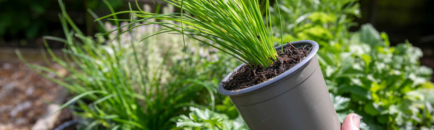 9cm Vegetable Plants