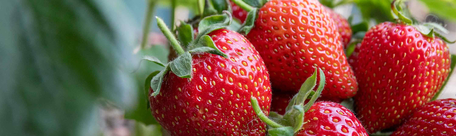 Strawberries