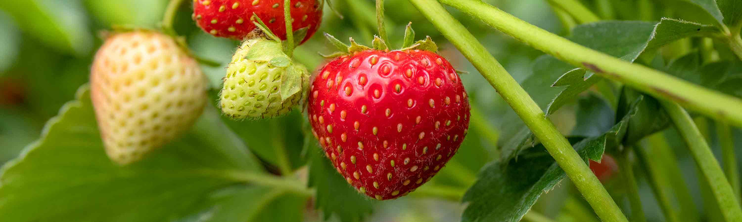 Strawberries Available Now