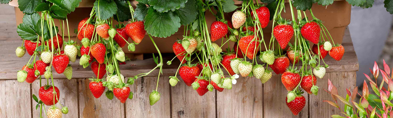 Soft Fruit Collection Offers