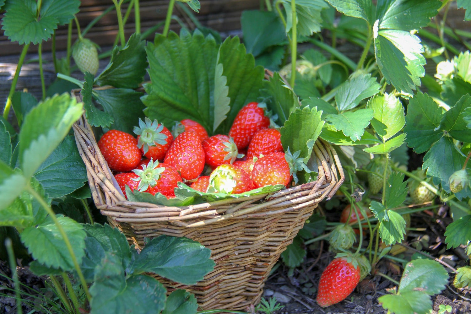 Berry Plants