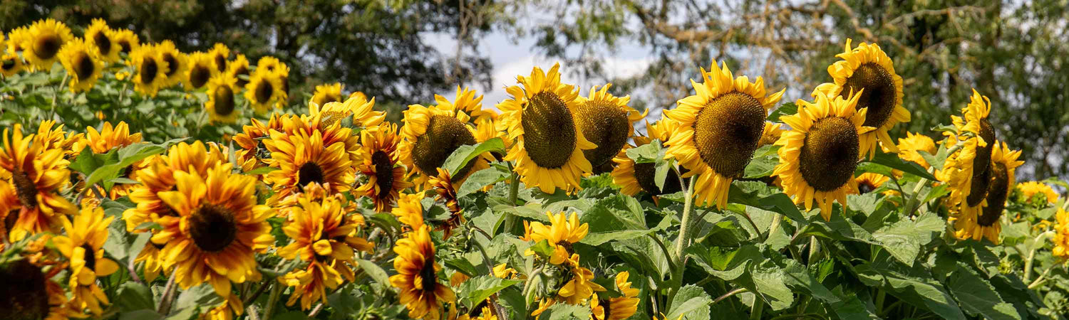 Sunflower Plants