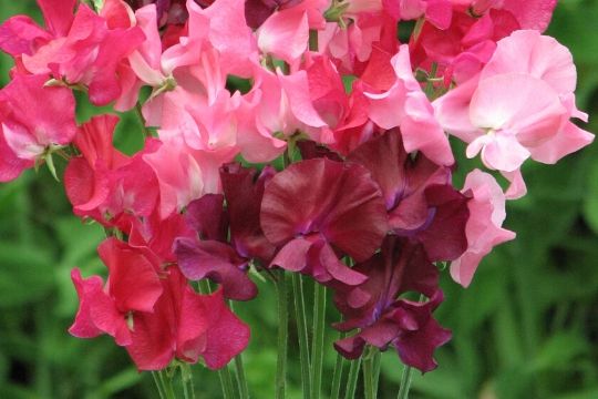 Sweet Pea Seeds