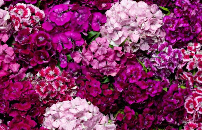 Sweet William Mix