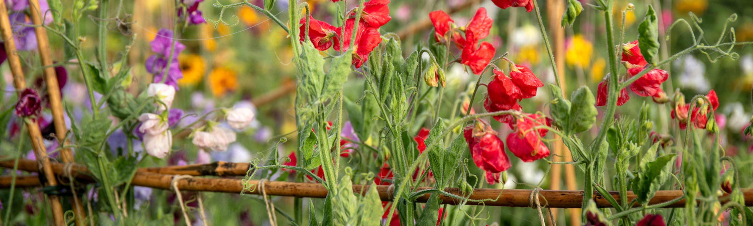 Sweet Pea Planting Supplies