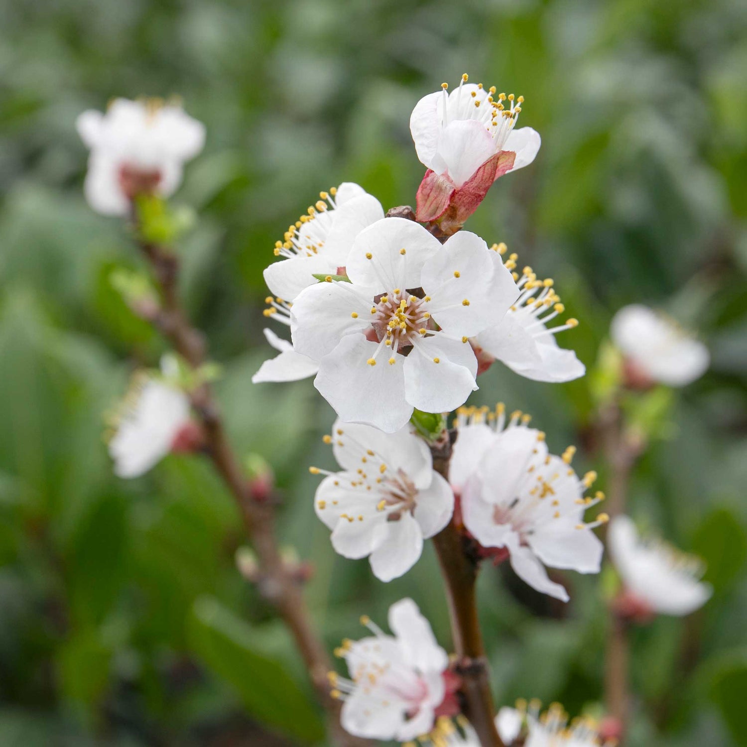 Blossom Tree