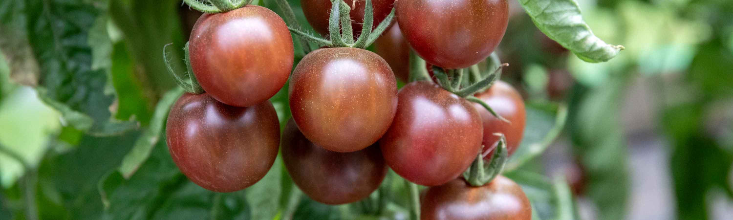 Late May Tomatoes Despatch