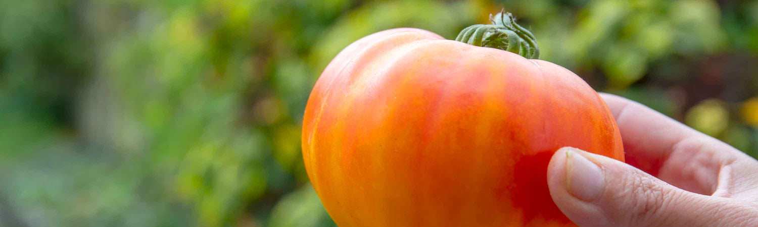 Early May Tomatoes Despatch