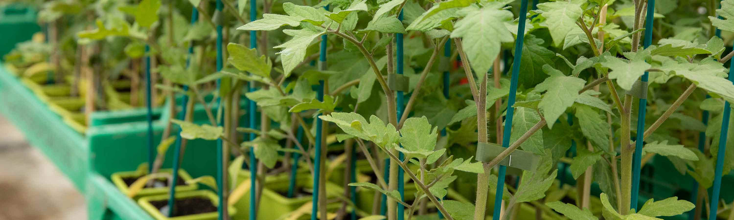 Grafted Tomatoes
