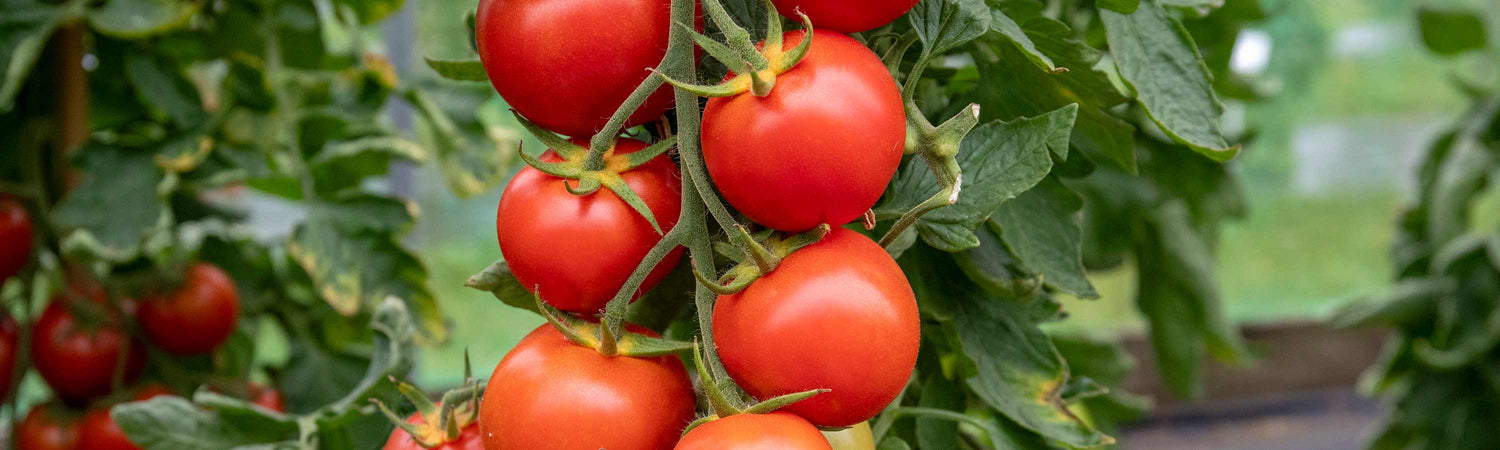 Salad Tomatoes