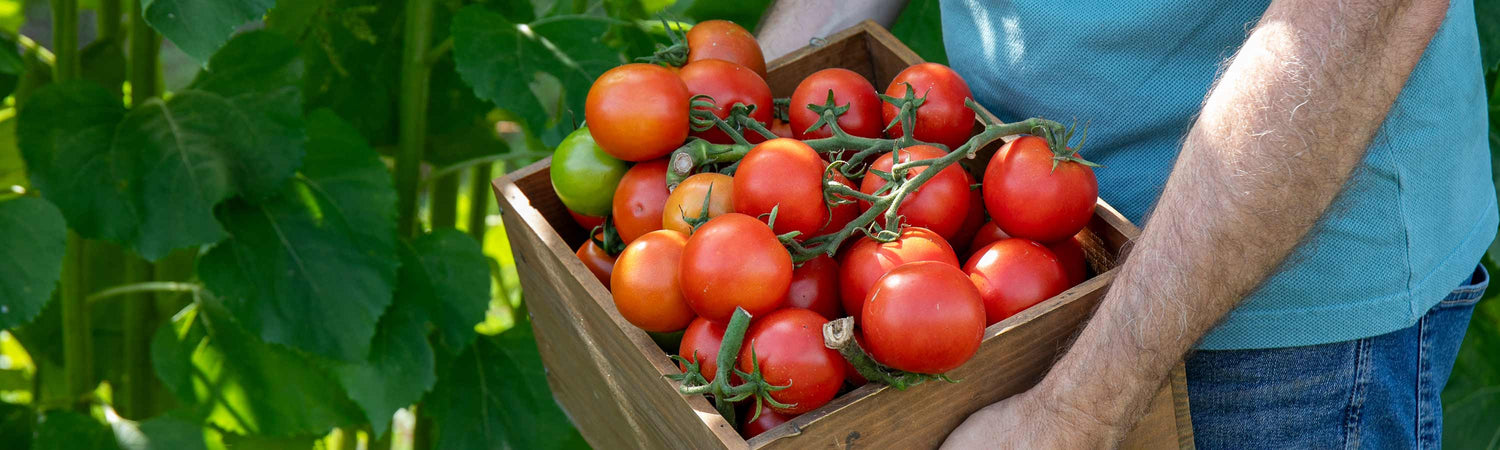 Tomato Plant Collections