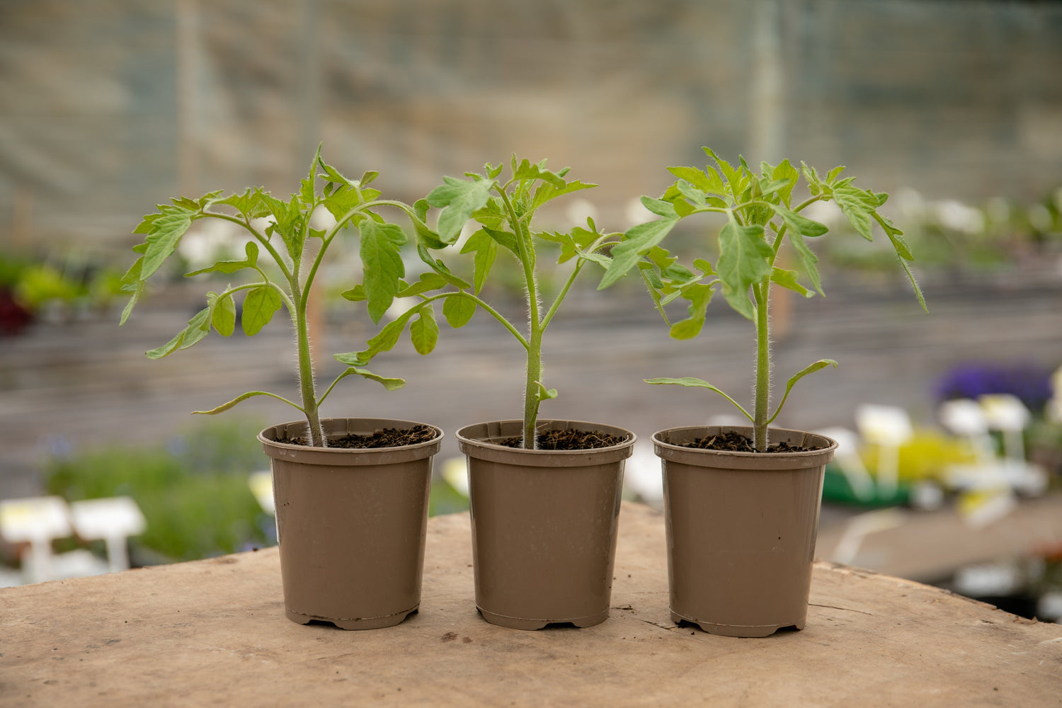 Tomato - 9cm Plants