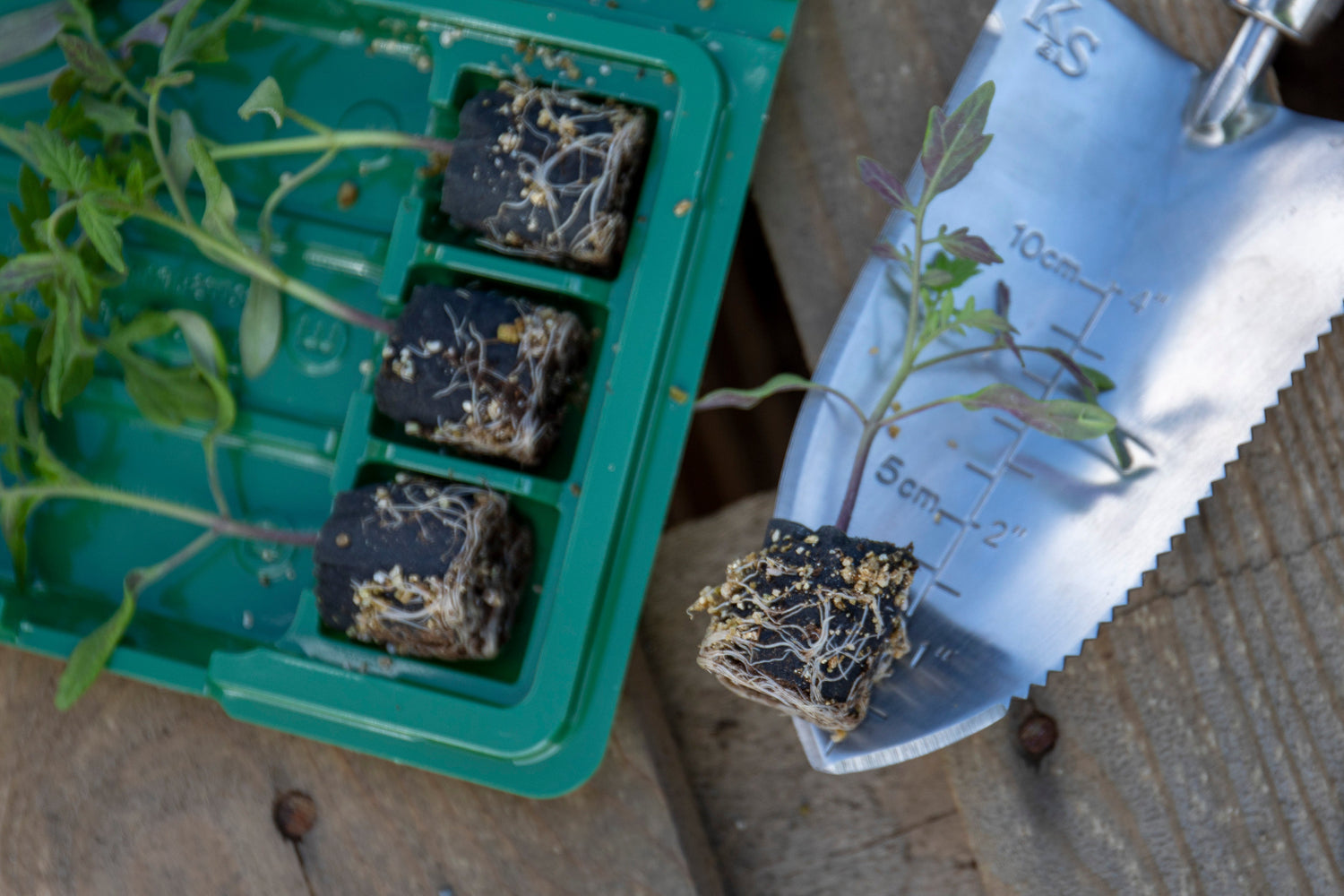 Tomato Plug Plants