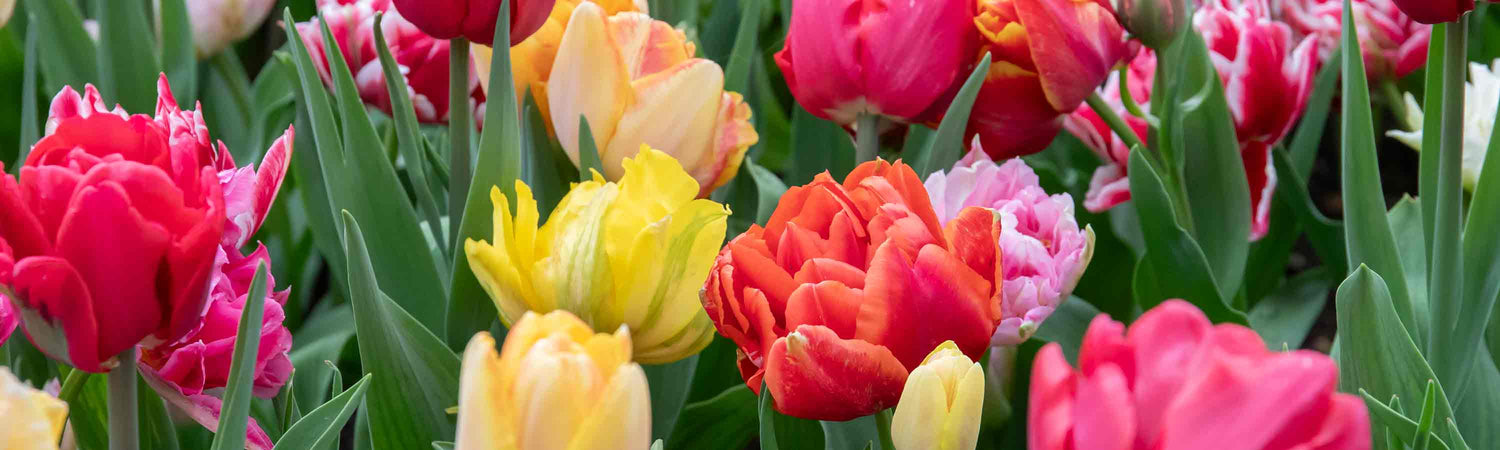 Spring Flowering Bulbs 3 for 2