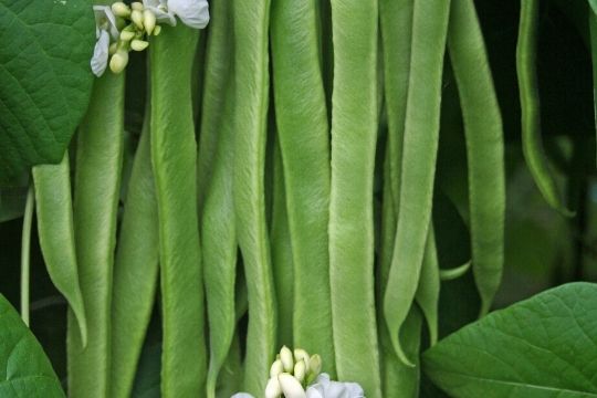 Runner Bean Plants