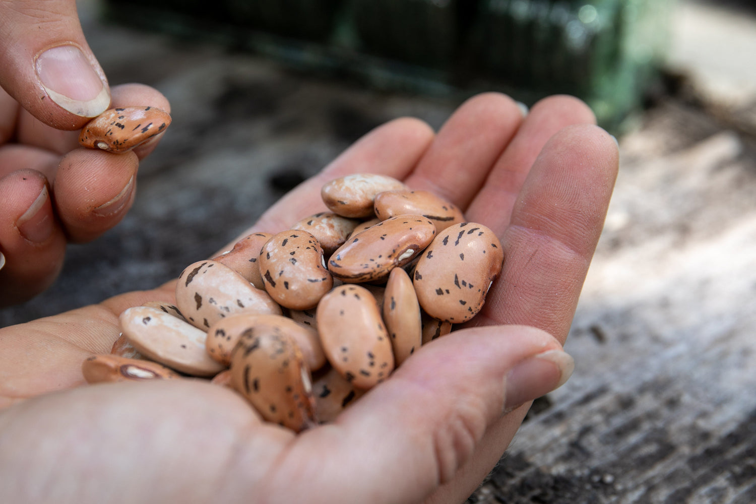 Runner Bean Seeds