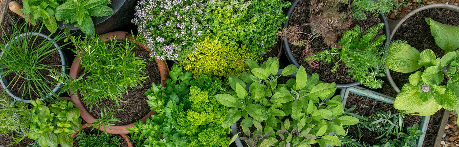 Herb Seeds