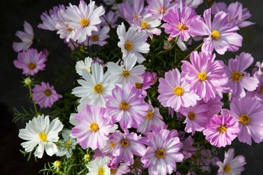 Cosmos Seeds