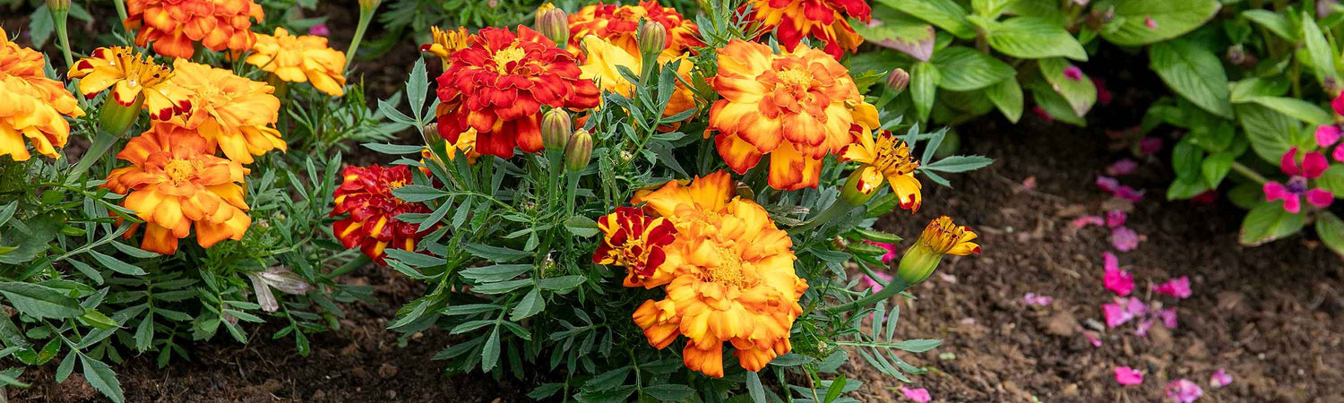 Marigold Seeds