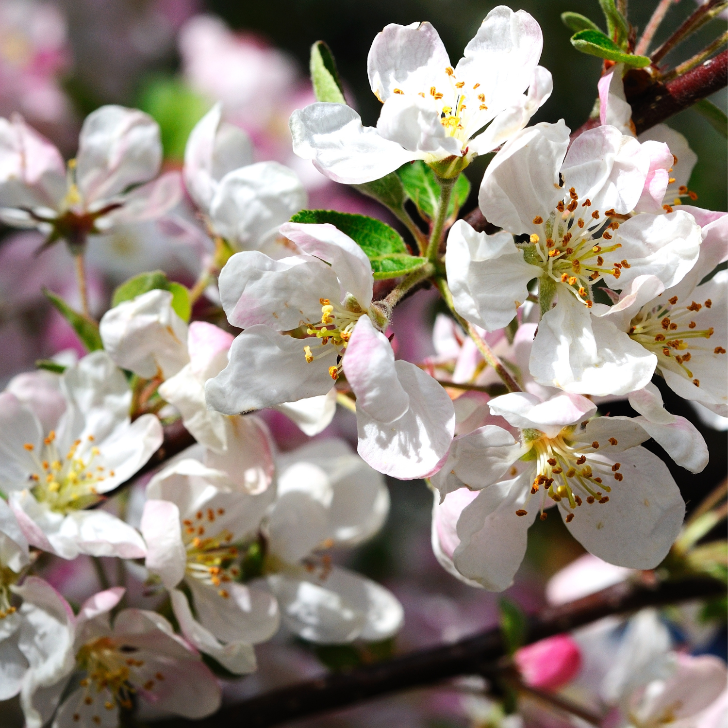 Pre-Order Ornamental Trees | Buy Pre-Order Ornamental Trees Online ...