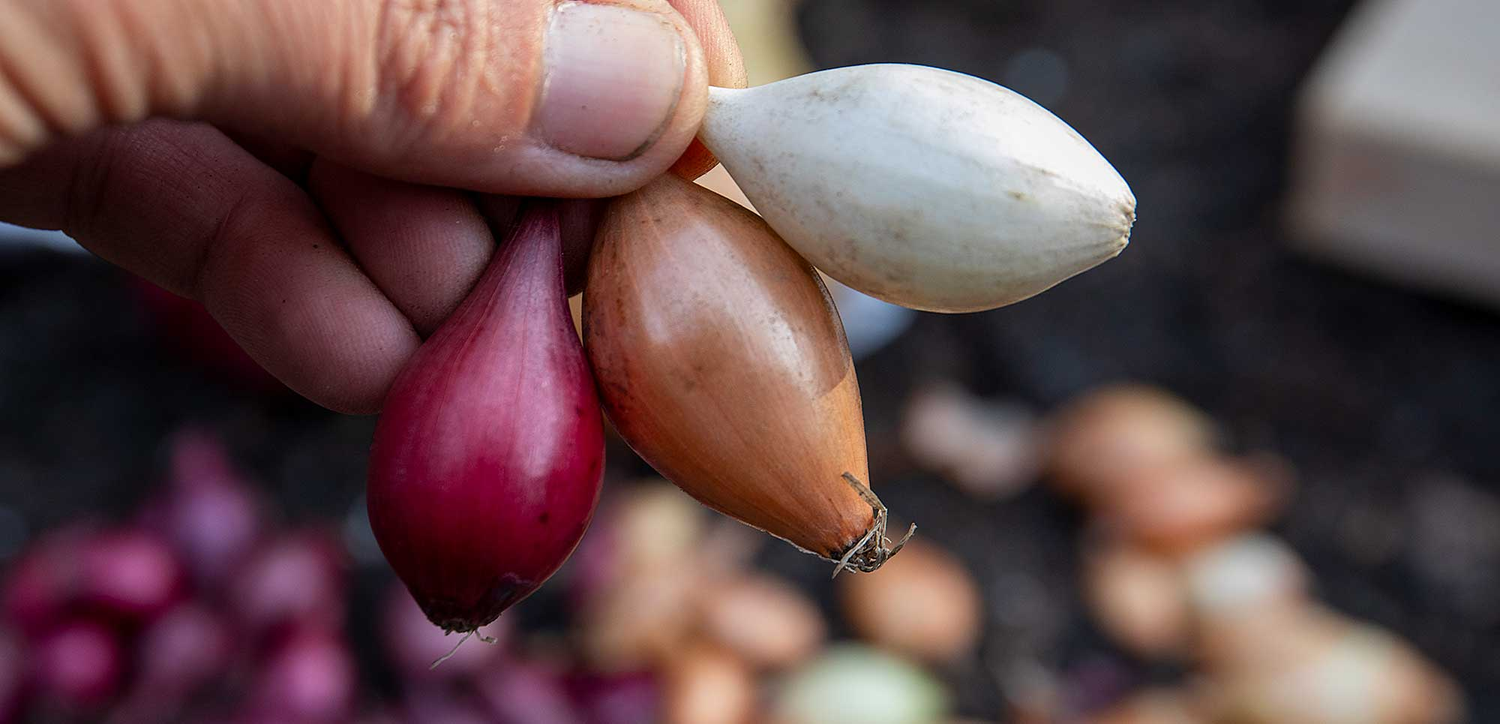 Onions on chopping board