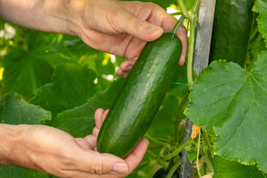 Cucumber, Cucamelon & Gherkin Seeds