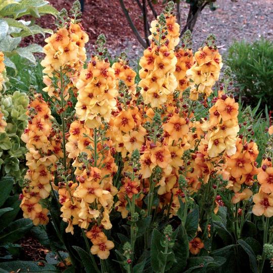 Verbascum Plants