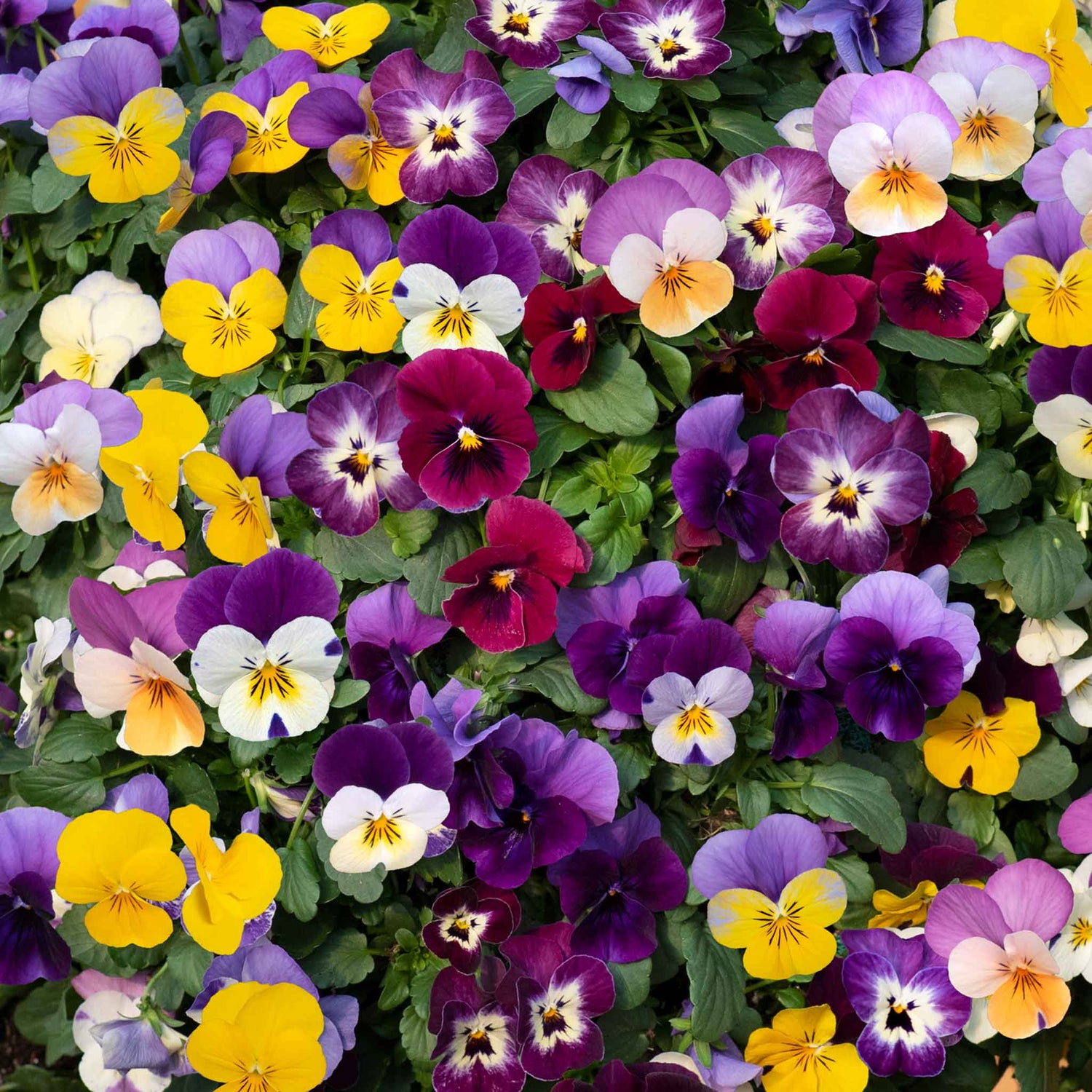 Gardeners World Email GWE139
