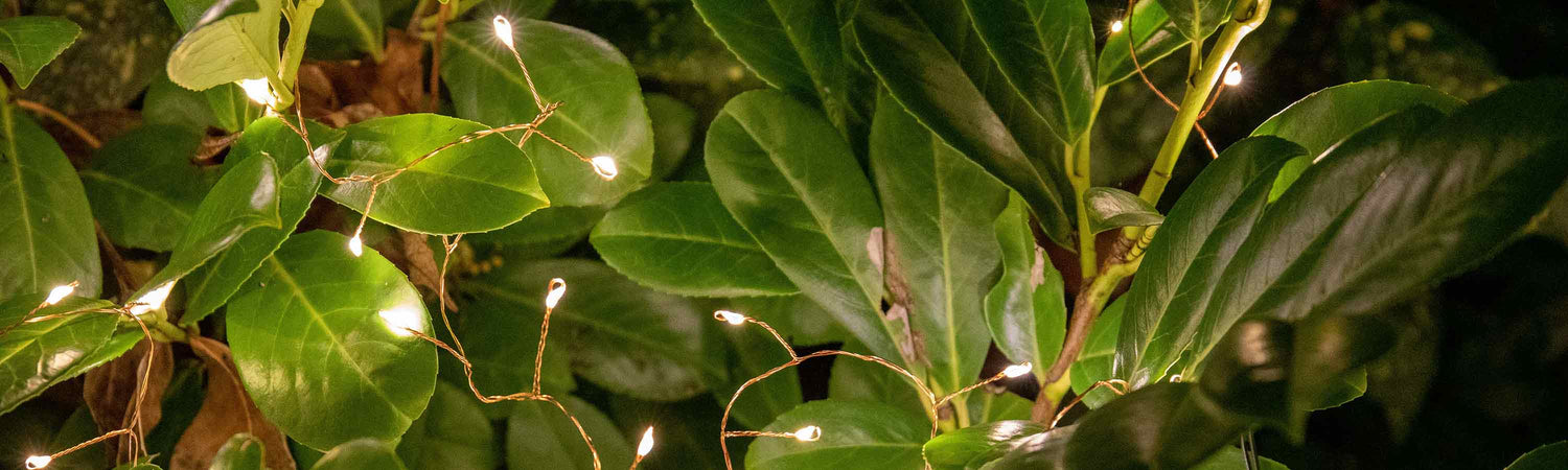 Black Friday Lights