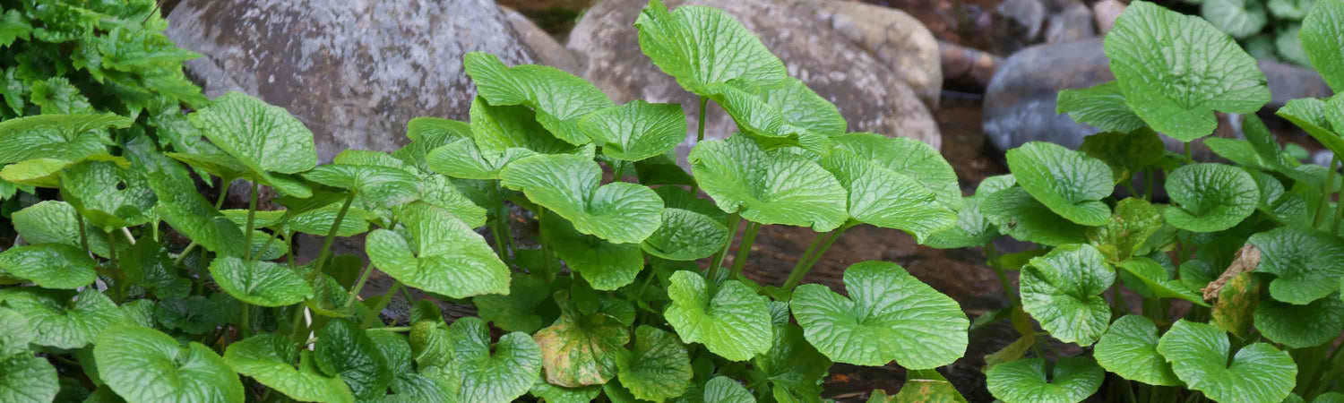 Wasabi Plant