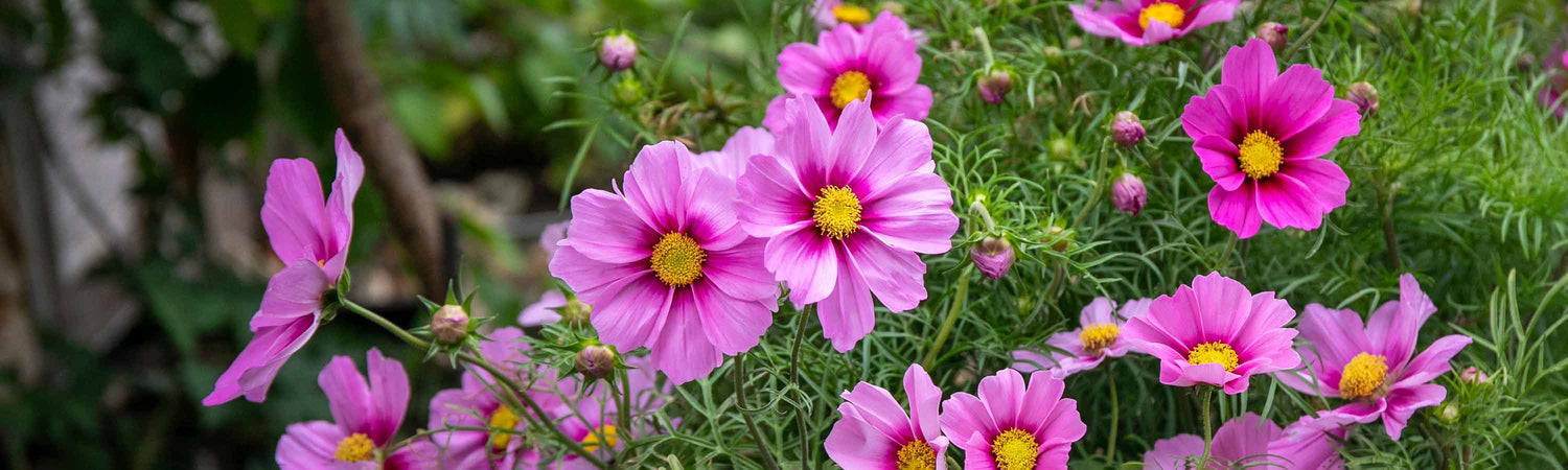 Cosmos Offer