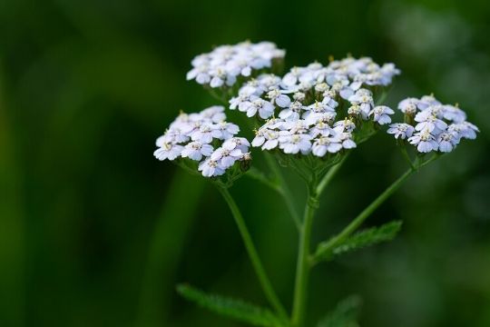 Achillea Plants