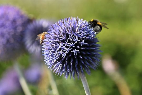 Allium Bulbs