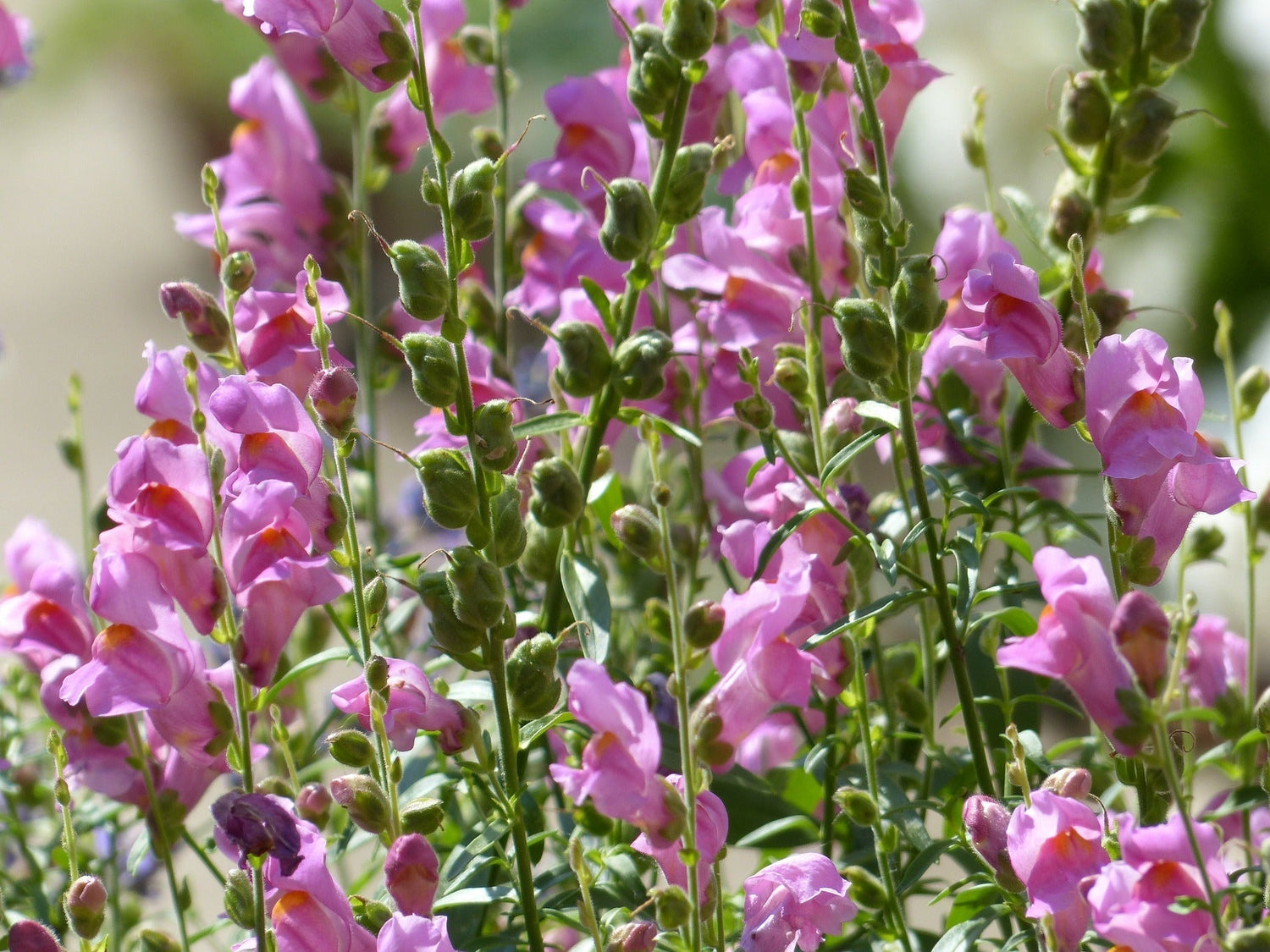 Antirrhinum Plants