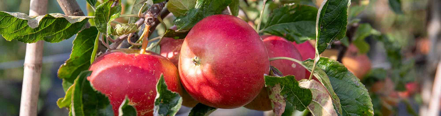 Apple Trees