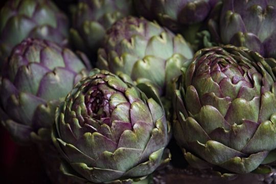 Artichoke Plants