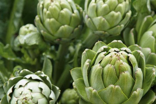 Artichoke Seeds