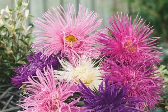 Aster Seeds