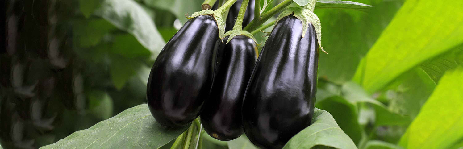 Grafted Aubergines