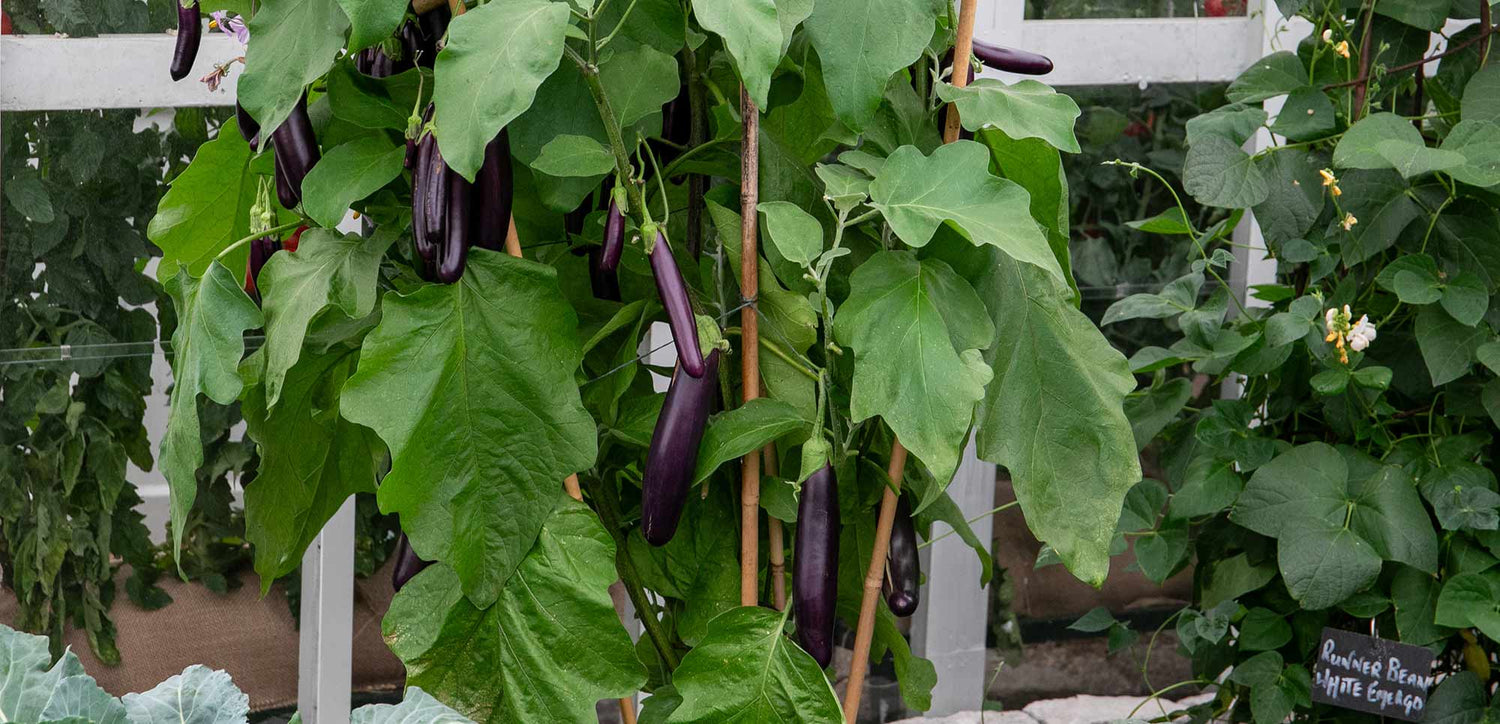 Aubergine Plants