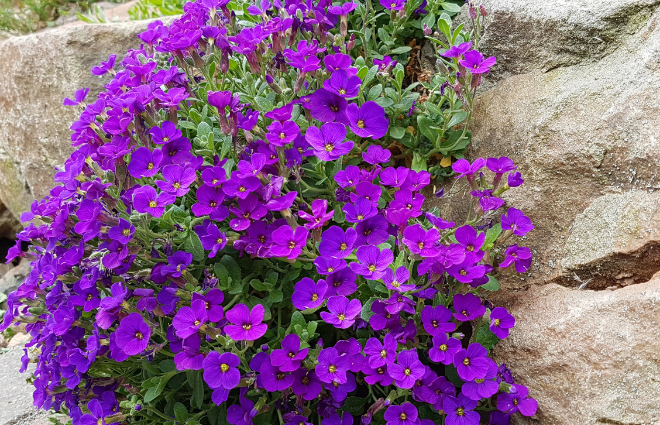 Arabis & Aubrieta Plants