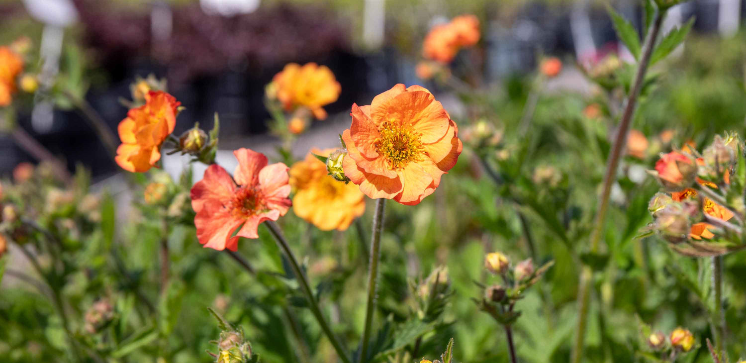 Perennial Plants Free Delivery