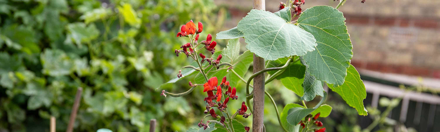 Bean Plants