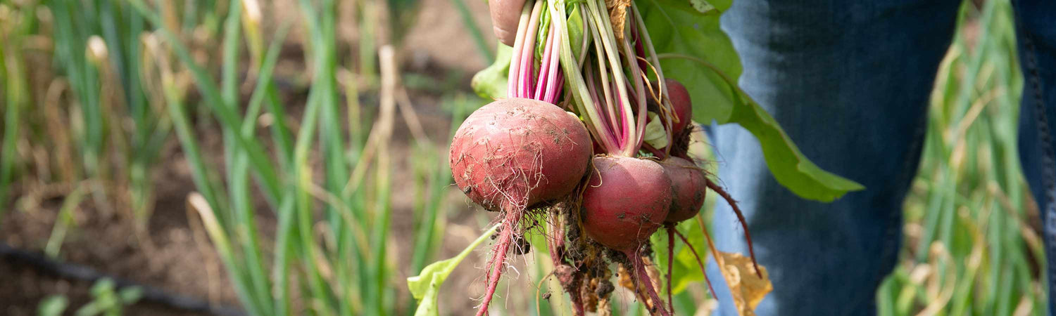 Mixed beetroots on chopping board