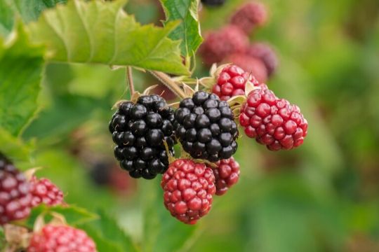 Blackberry Bushes