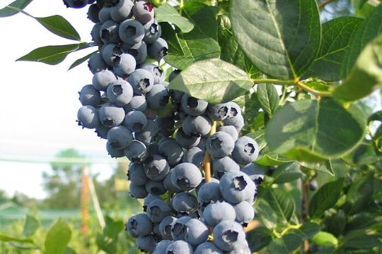 Blueberry Bushes