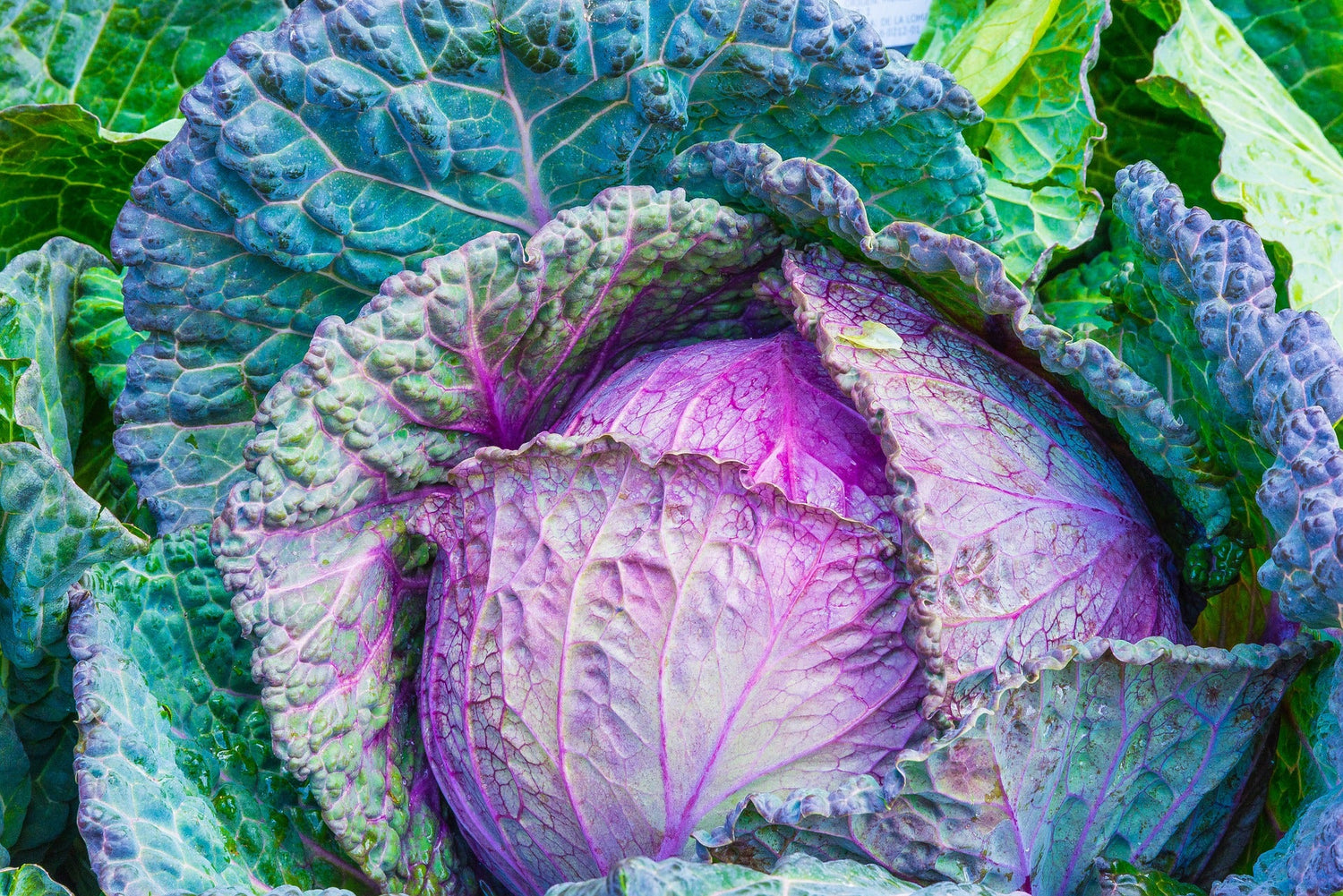 Brassica Plant