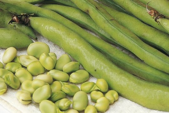 Broad Bean Plants