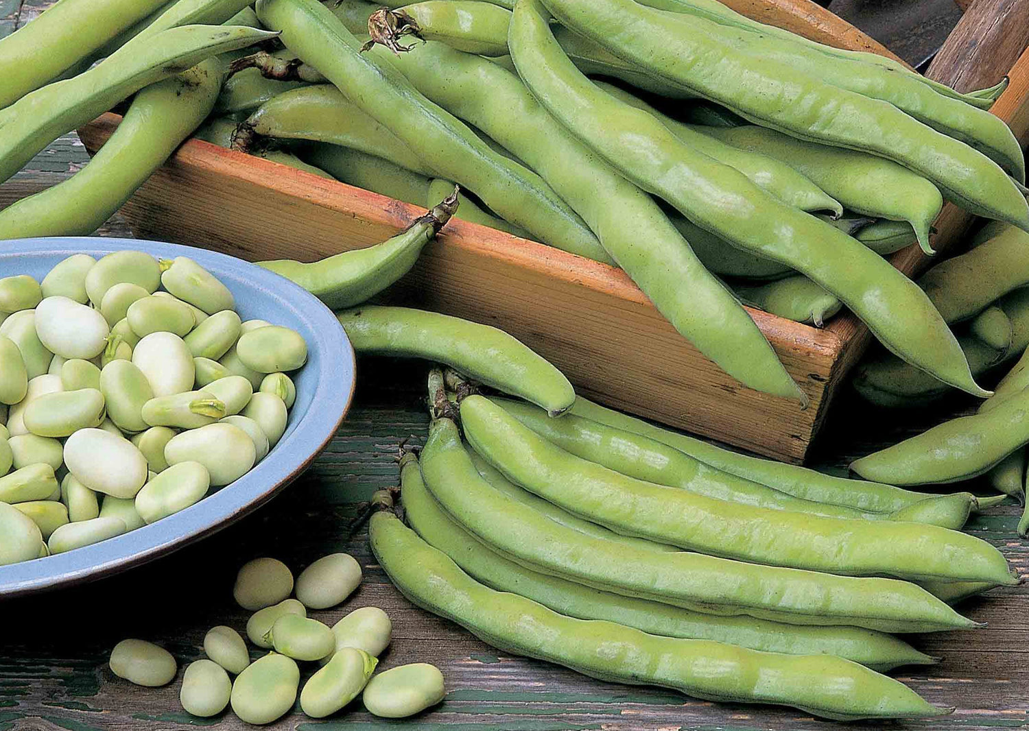 Broad Bean Seeds